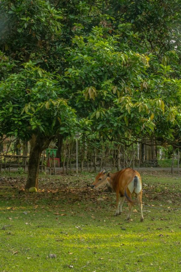 Lendang Eco Lodge سينغيغي المظهر الخارجي الصورة