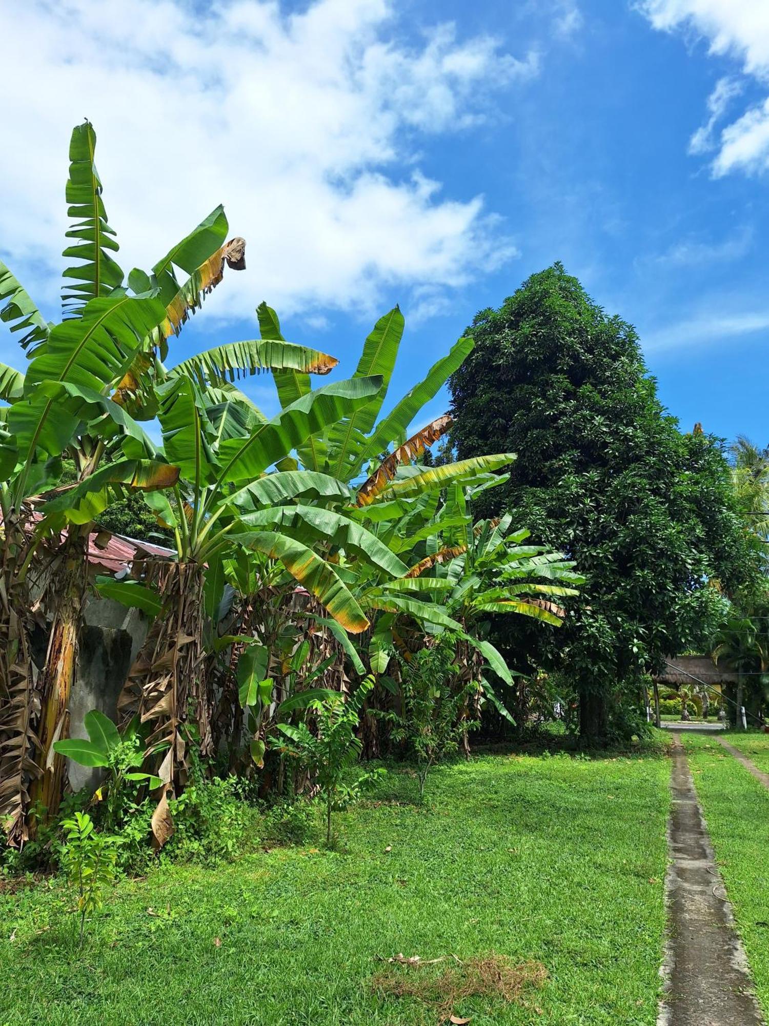 Lendang Eco Lodge سينغيغي المظهر الخارجي الصورة