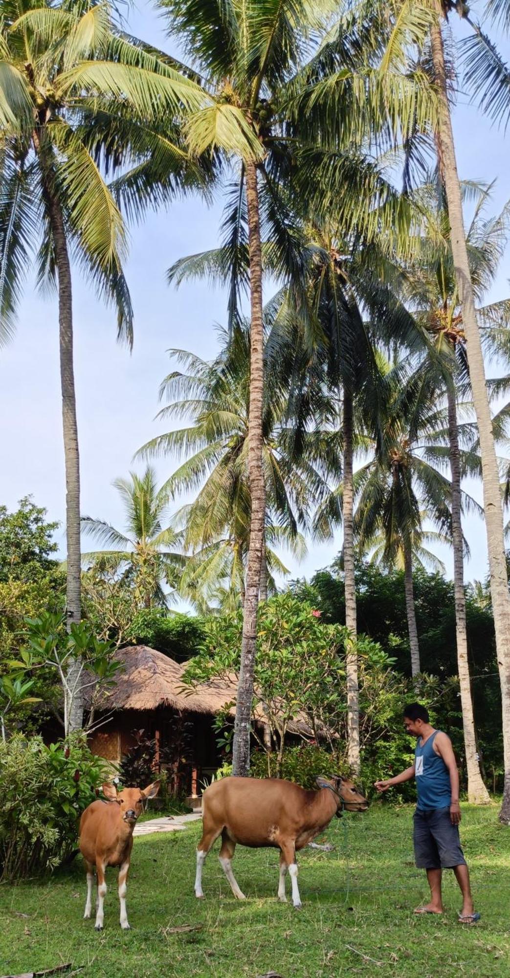 Lendang Eco Lodge سينغيغي المظهر الخارجي الصورة