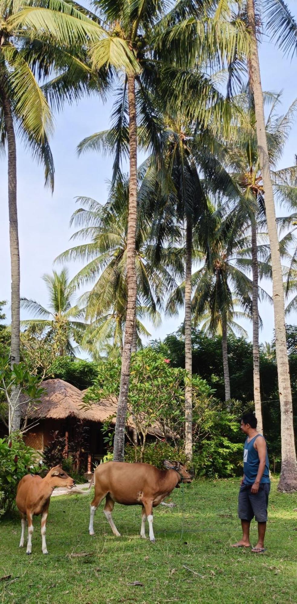 Lendang Eco Lodge سينغيغي المظهر الخارجي الصورة