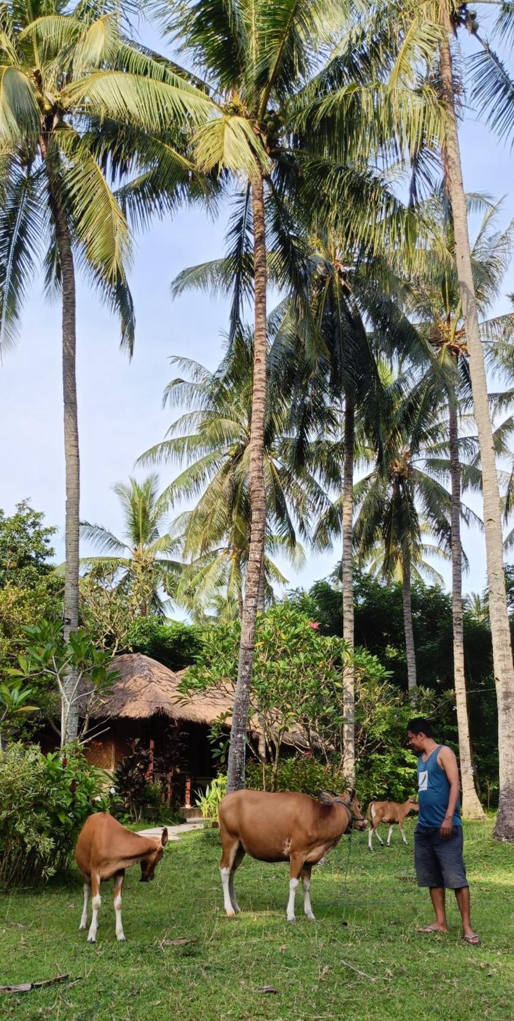 Lendang Eco Lodge سينغيغي المظهر الخارجي الصورة